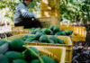 Crates of avocados with person in background.