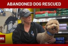 Dog abandoned at Las Vegas airport finds new home at rescue