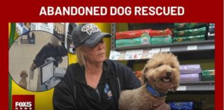 Dog abandoned at Las Vegas airport finds new home at rescue