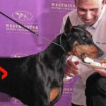 Westminster Dog Show: Canada's Penny the Doberman