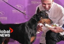 Westminster Dog Show: Canada's Penny the Doberman