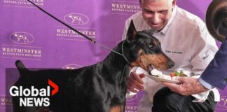 Westminster Dog Show: Canada's Penny the Doberman
