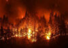 Mayor’s Brother Turns On City Forest engulfed in intense wildfire at night.