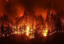 Forest engulfed in intense wildfire at night.