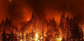 Forest engulfed in intense wildfire at night.