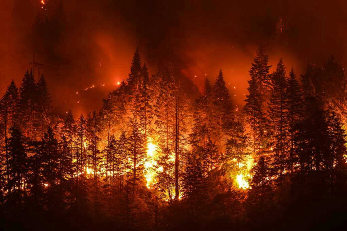710588278 Forest engulfed in intense wildfire at night.