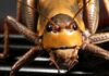 Close-up of a grasshopper showcasing its detailed features