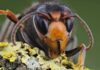 Close-up of a hornet on lichen-covered bark