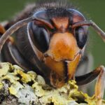 Close-up of a hornet on lichen-covered bark