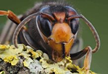 Close-up of a hornet on lichen-covered bark