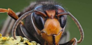 Close-up of a hornet on lichen-covered bark