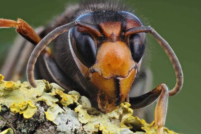 Close-up of a hornet on lichen-covered bark