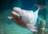Beluga whale swimming underwater