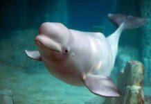 Beluga whale swimming underwater