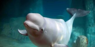 Beluga whale swimming underwater