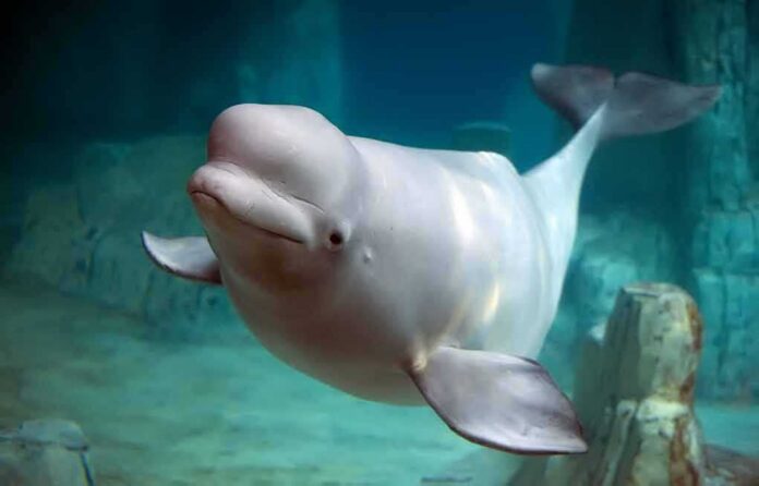 Beluga whale swimming underwater